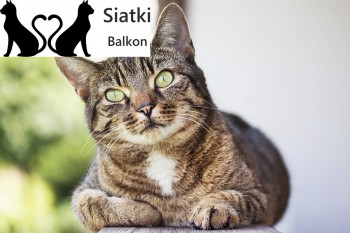 Producent siatki dla kota - Producent siatek ochronnych